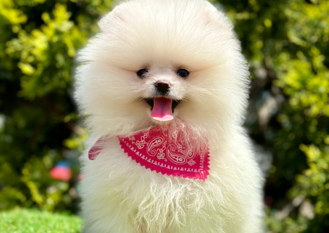 Pomeranian Boo Teddy Face